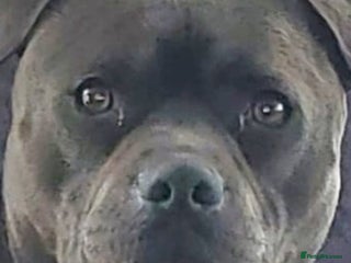 Staffordshire Bull Terrier dogs Dave the dog ready for stud - Advert 2