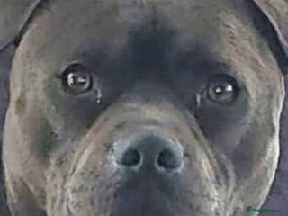 Staffordshire Bull Terrier dogs Lord Dave the blue staffy - Advert 10