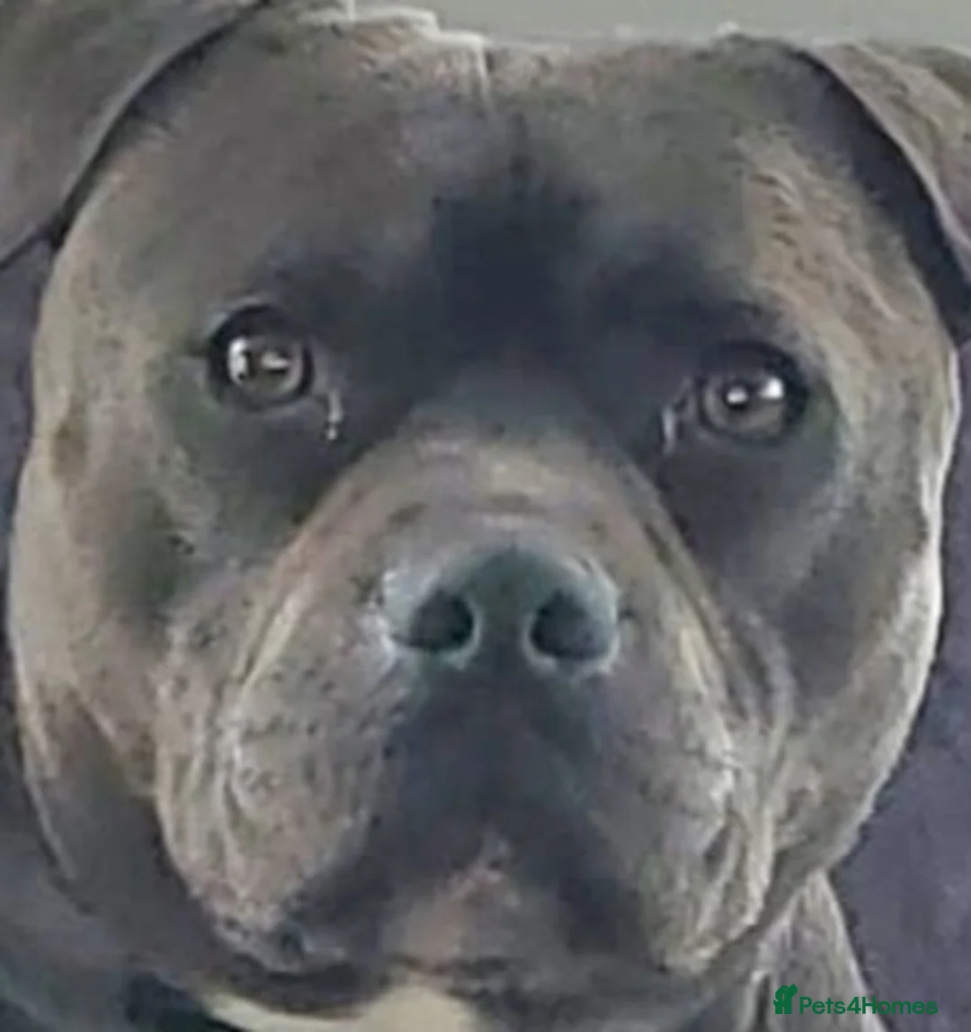Staffordshire Bull Terrier dogs for stud: Lord Dave the blue staffy - Advert 1