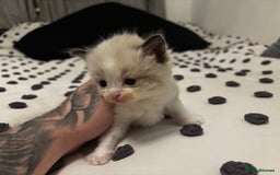 Ragdoll cats for sale: Ragdoll kittens  - Image 11