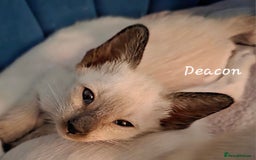 Siamese cats for sale: 8 super soft purebred GCCF reg Siamese - Image 4