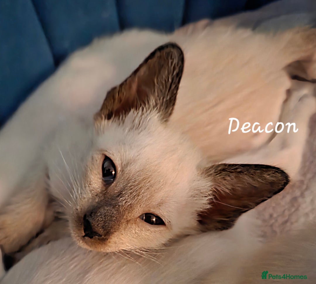 Siamese cats for sale: 8 super soft purebred GCCF reg Siamese - Image 4