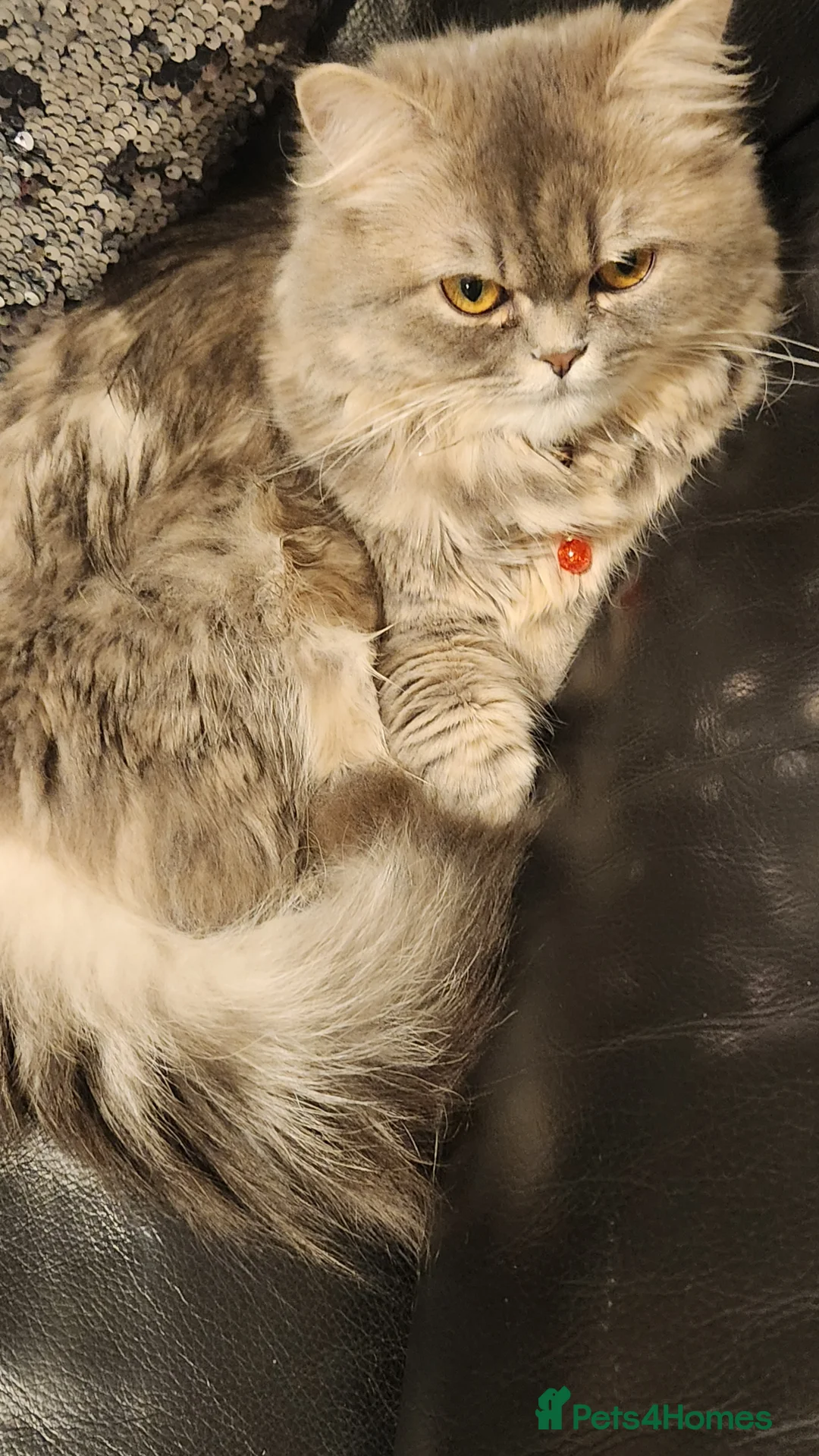 Ragdoll cats for sale: British Ragdoll Grey - Advert 3