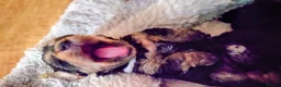 Mixed Breed dogs for sale: Miniature poodle x scot terrier/ poodle x puppies  - Advert 10