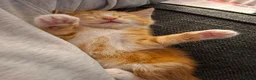 Mixed Breed cats for sale: Rare ginger female kitten - Advert 5