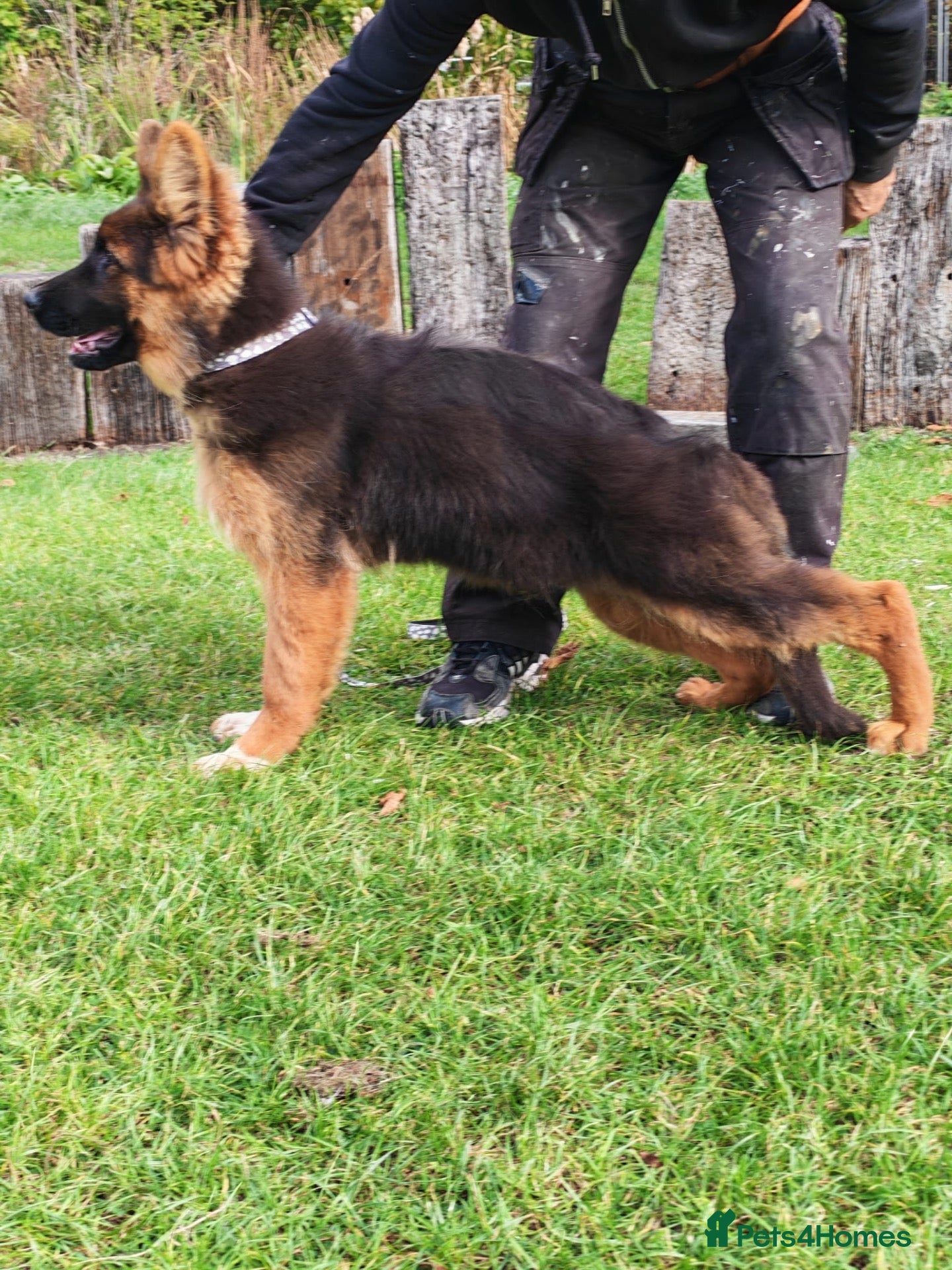 German Shepherd dogs German Shepherd Puppies - Advert 2