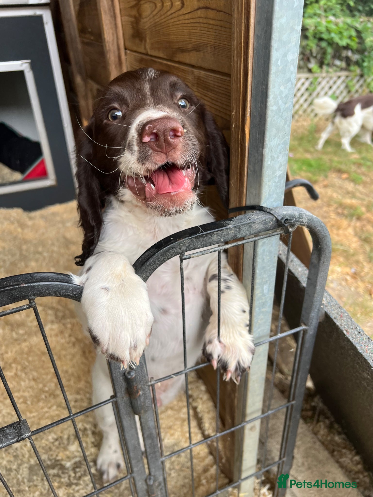 English Springer Spaniel dogs KC Springer Spaniel last Pup  - Advert 1