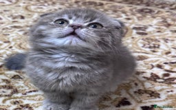 Scottish Fold cats for sale: Pure Scottish kittens in hull - Image 9