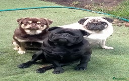 Pug dogs for sale: Adorable Pug Puppies Ready now! ❤️🐶🐾 - Image 6