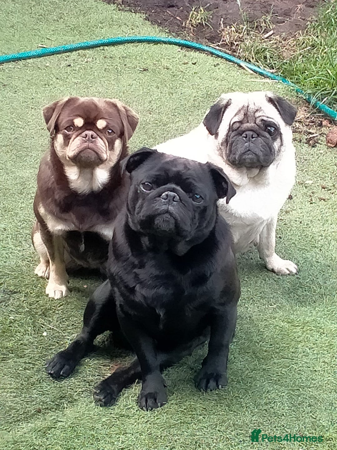 Pug dogs for sale: Adorable Pug Puppies Ready now! ❤️🐶🐾 - Image 6