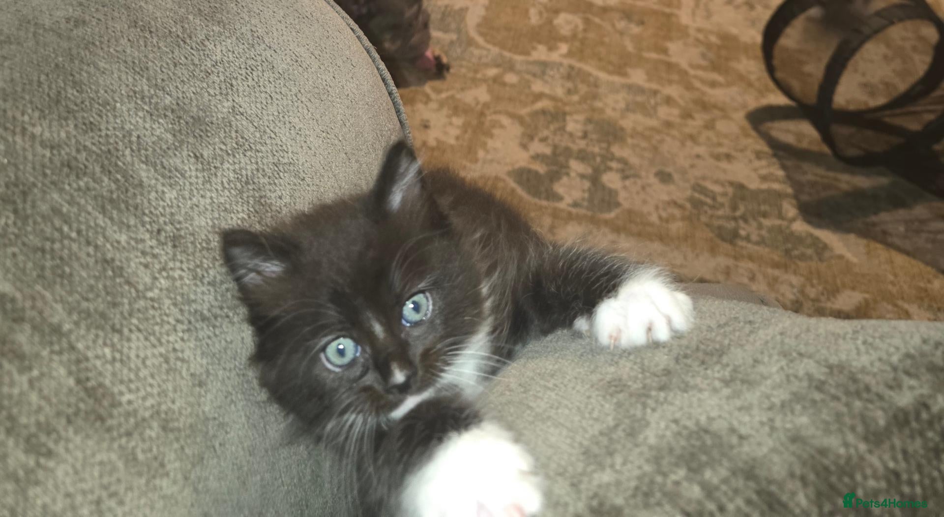 Maine Coon cats 2 males left, mainecoon/ragdoll - Advert 2