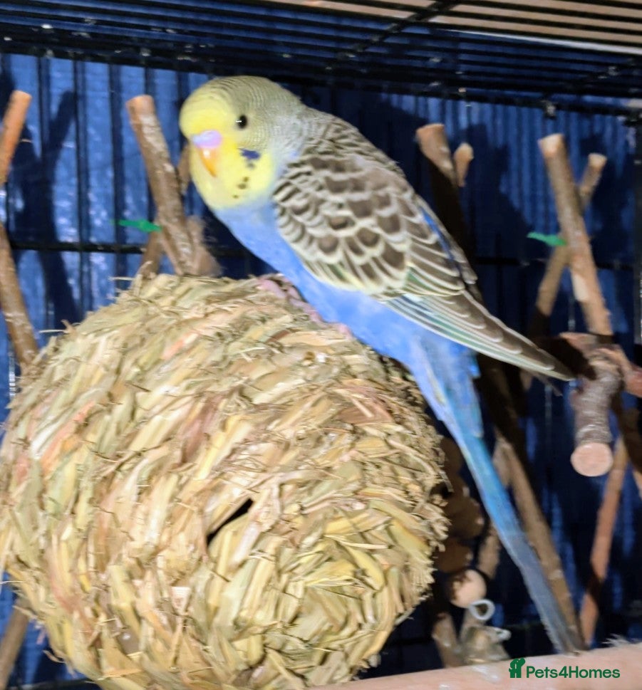 Budgerigars birds Young budgies for sale - Advert 2