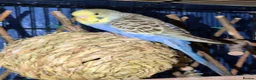Budgerigars birds for sale: Young budgies for sale in Falkirk - Advert 2