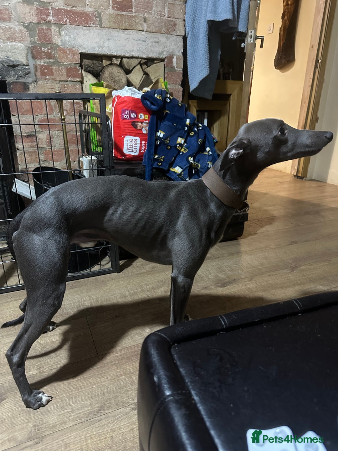 Whippet dogs for stud: STUNNING BLUE KC REG BOY  - Advert 2
