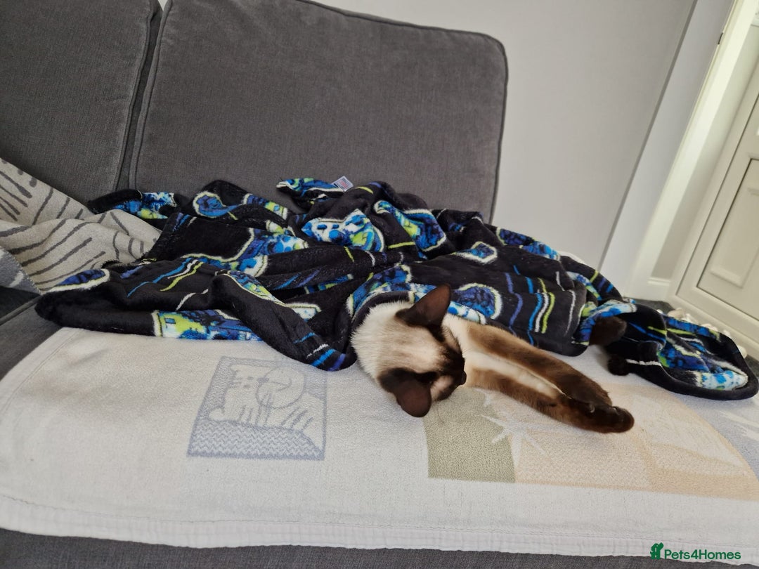 Siamese cats for sale: River - Image 6