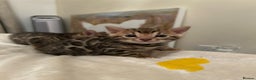 Bengal cats for sale: ❤️ Stunning Bengal Kittens for Reservation ❤️ - Advert 22