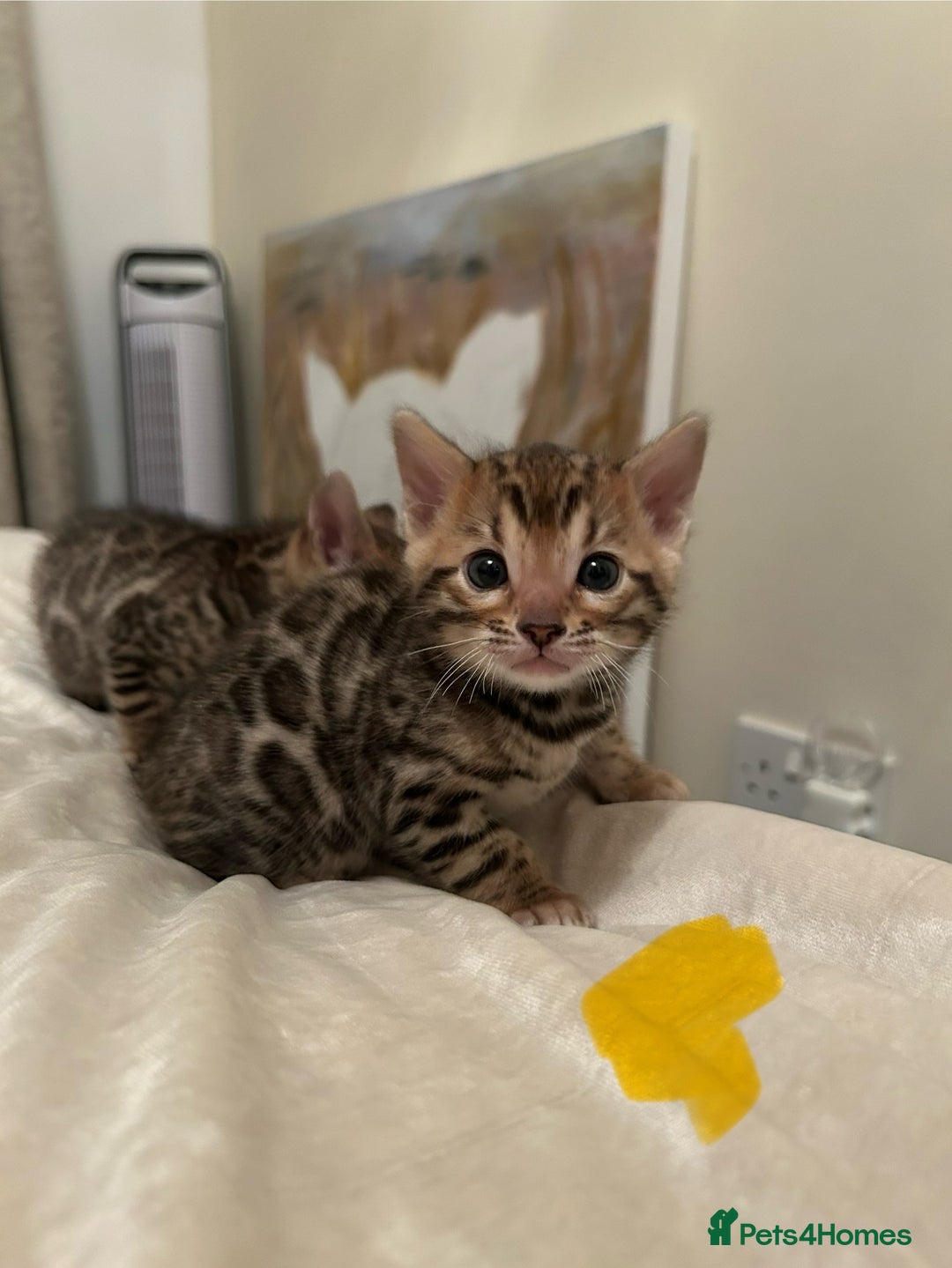 Bengal cats for sale: ❤️ Stunning Bengal Kittens for Reservation ❤️ - Advert 22