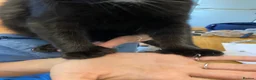 Mixed Breed cats for sale: Polydactyl Kitten - Advert 6