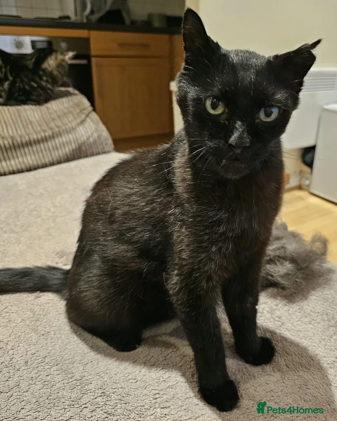 Mixed Breed cats for adoption: Adult Male Black Rescue Cat Looking for a Home - Advert 7
