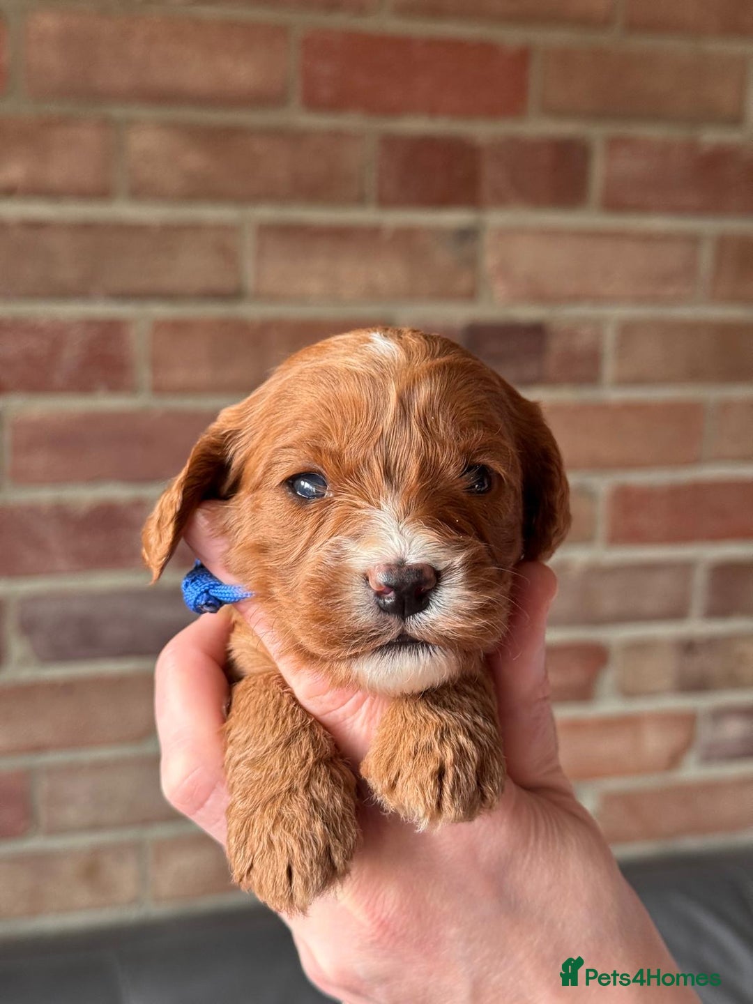 Cavapoo dogs for sale: Cavapoo Puppies-Perfect Family Companions - Advert 5