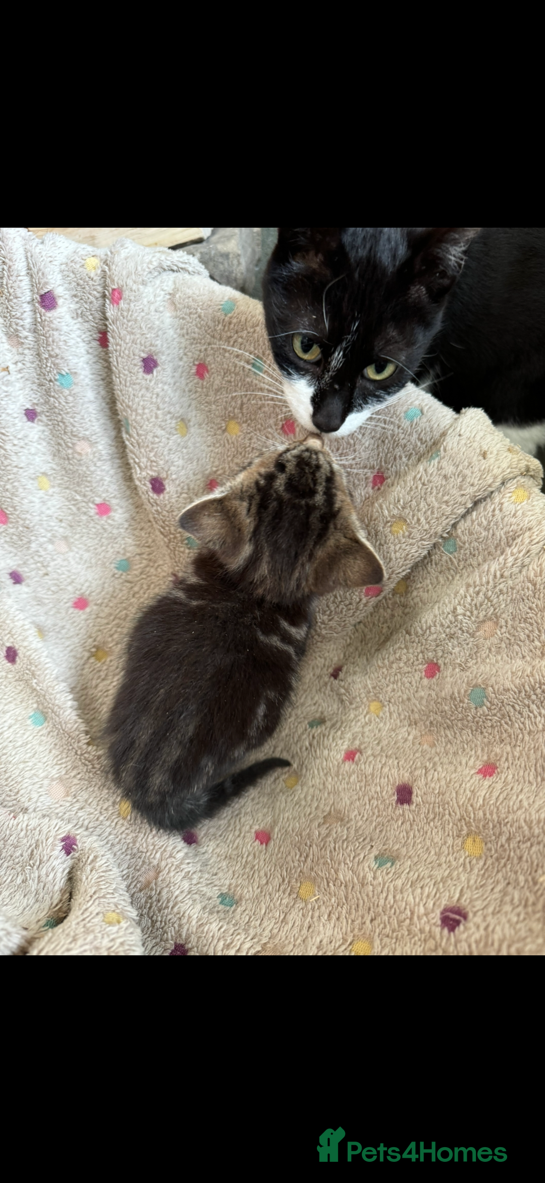 British Shorthair cats for sale: Beautiful kittens for sale  - Image 11