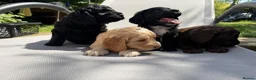 Cockapoo dogs for sale: Cockapoo puppies for sale - Advert 12