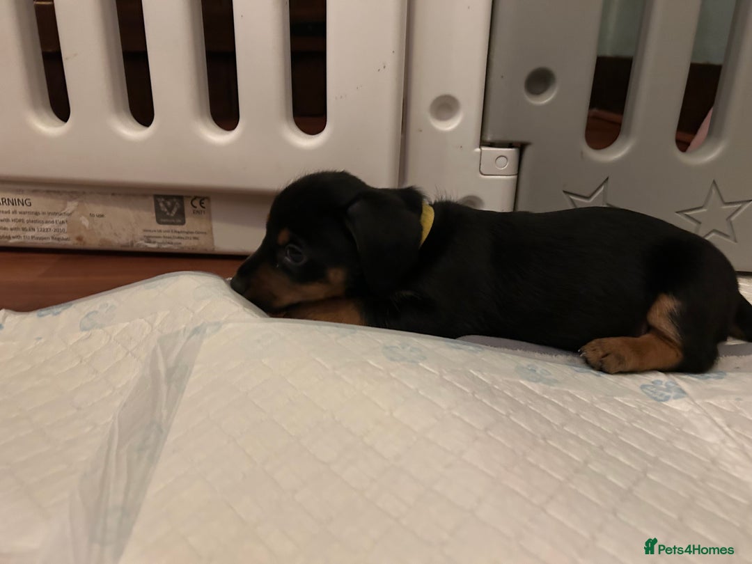 Mixed Breed dogs for sale: Jack weenier’s   - Advert 9