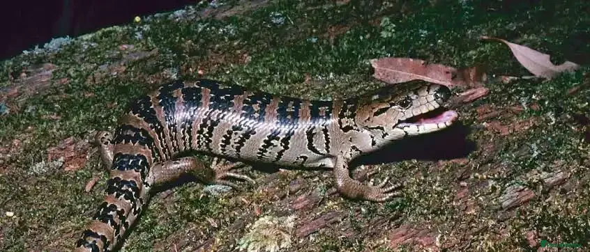Skink reptiles Pink tongued skink  - Advert 2