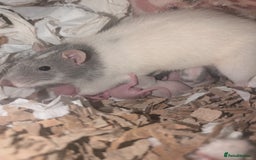 Rat rodents for sale: Rex baby rats !! - Advert 3