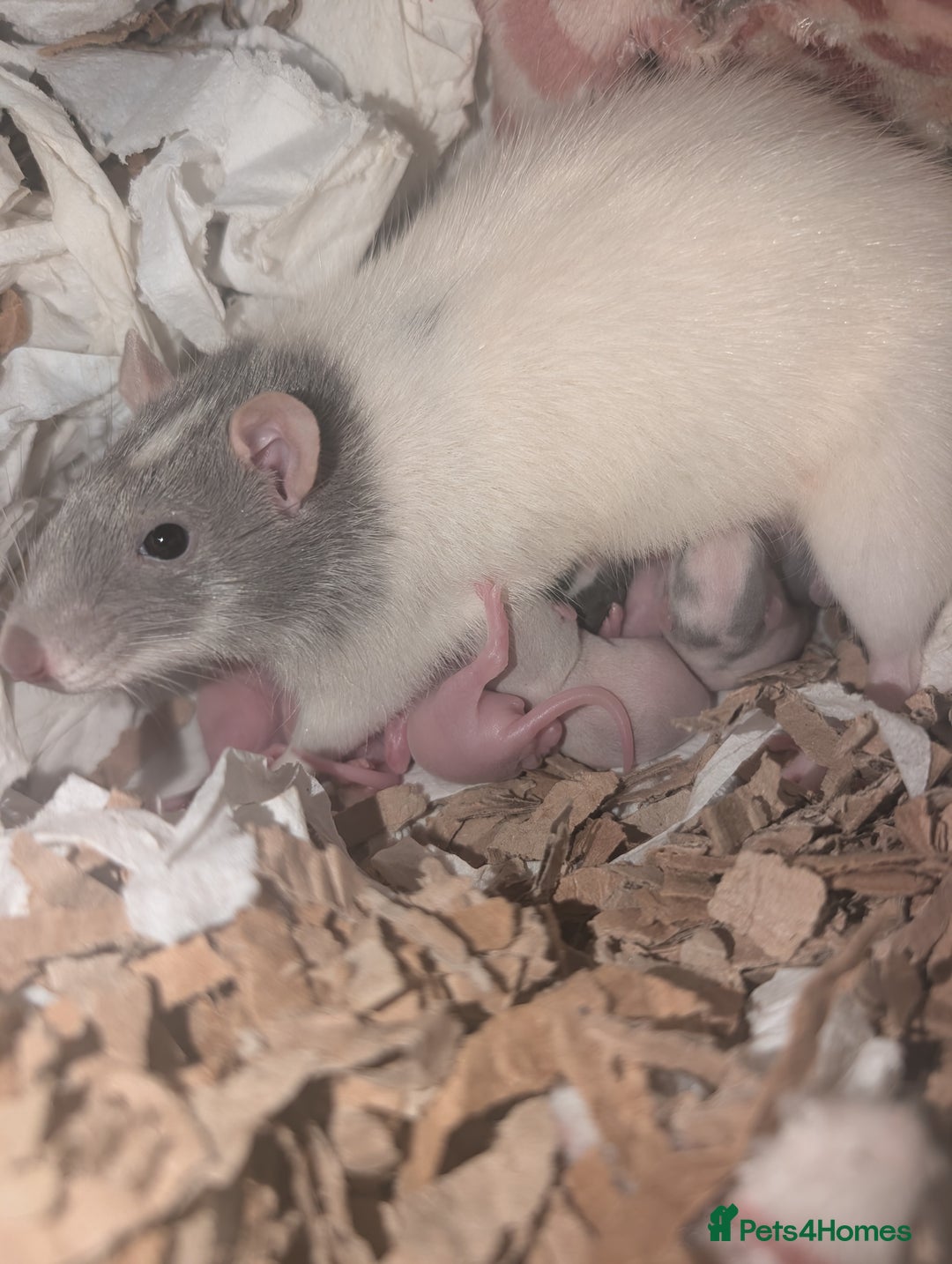 Rat rodents for sale: Rex baby rats !! - Advert 3