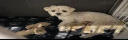 Maltipoo dogs for sale: Maltese cross Asian toy poodle  - Advert 16
