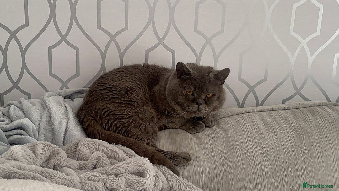 British Shorthair cats for sale: Male British short hair - Image 19