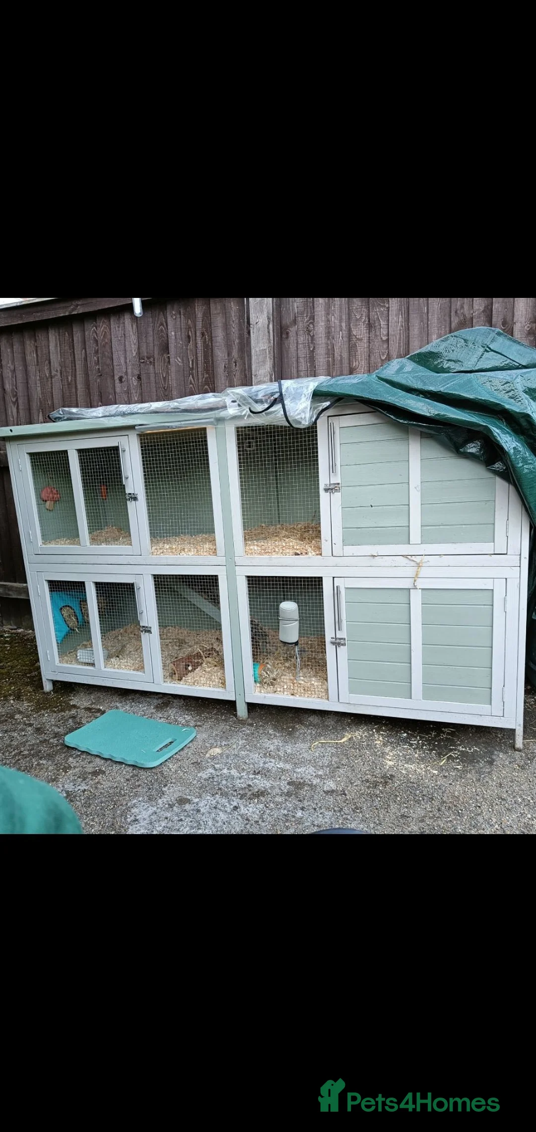 Guinea Pig rodents for sale: 2 male guinea pigs - Advert 2