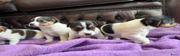 Jack Russell dogs for sale: Jack Russell puppies  - Advert 9