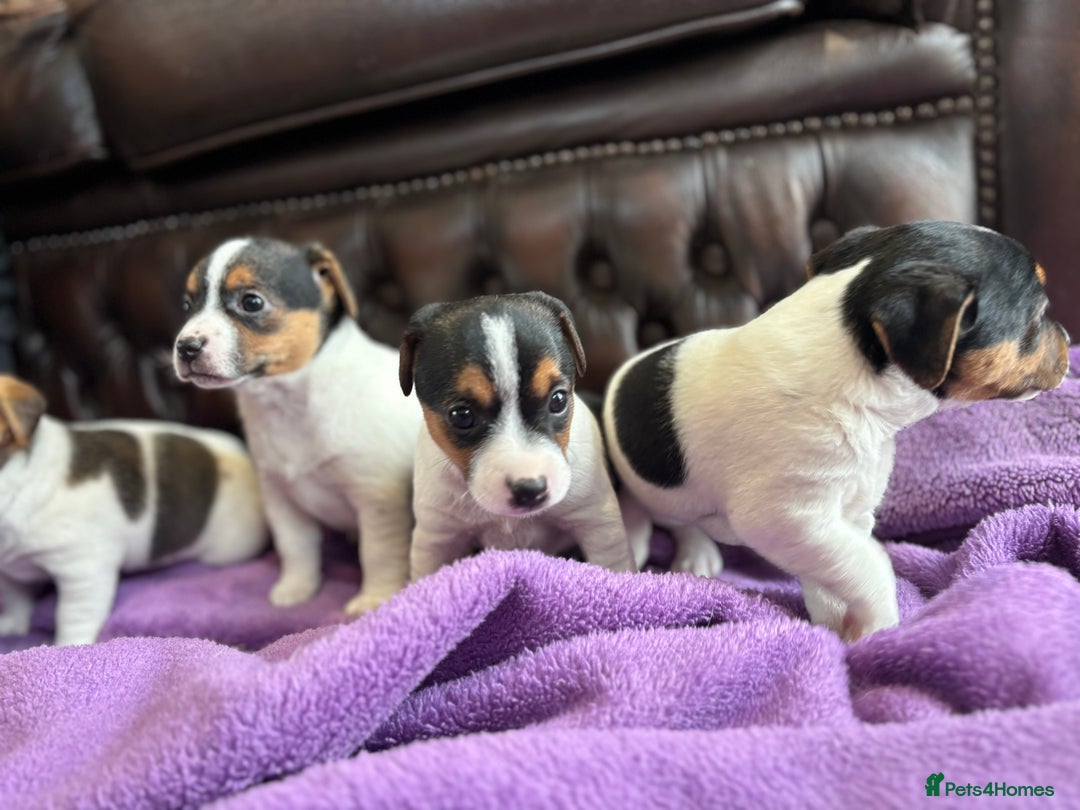 Jack Russell dogs for sale: Jack Russell puppies  - Advert 9
