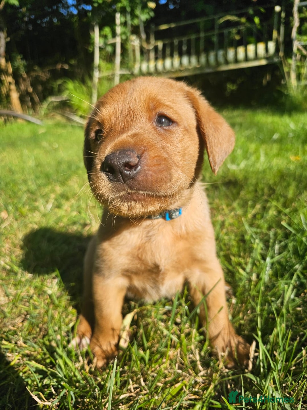 Labrador Retriever dogs for sale: Labrador Puppies  in Watchet - Image 14