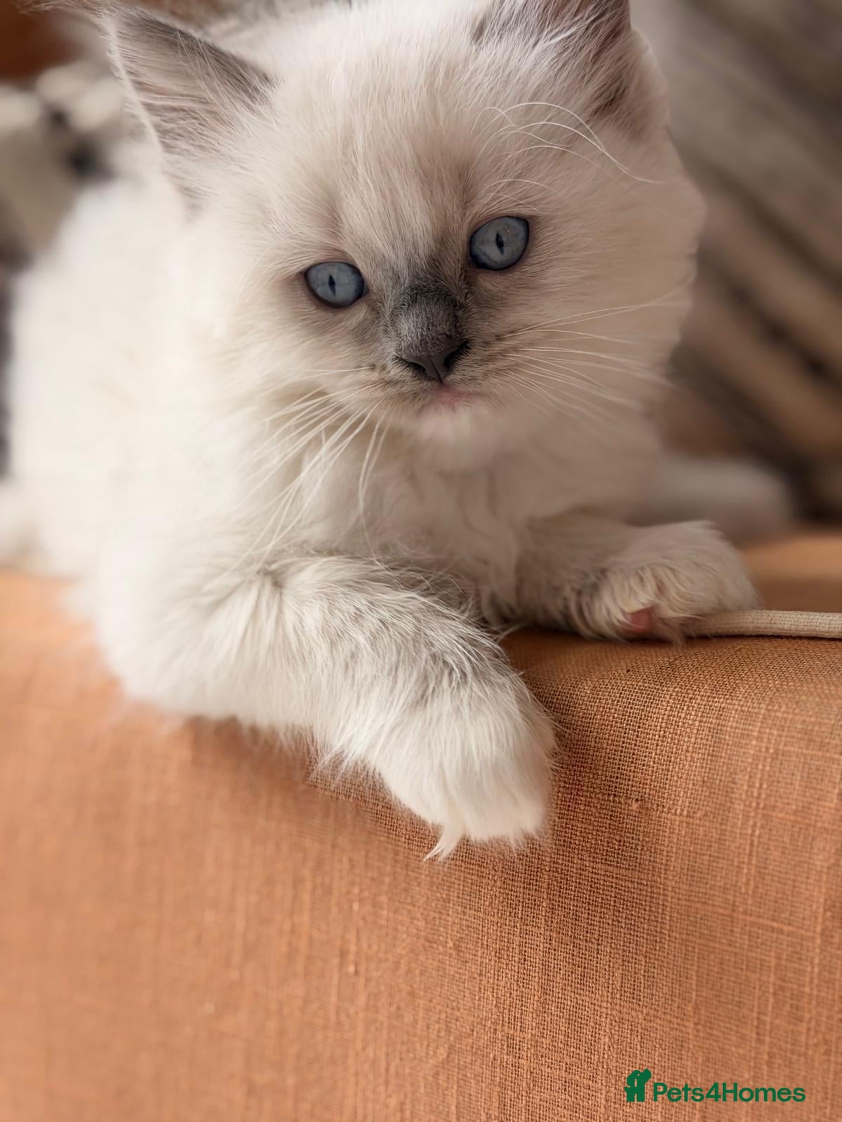 Ragdoll cats for sale: 🤍Exquisite 87.5% Ragdoll Kittens. Rare colours - Advert 1