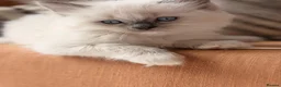 Ragdoll cats for sale: 🤍Exquisite 87.5% Ragdoll Kittens. Rare colours - Advert 1