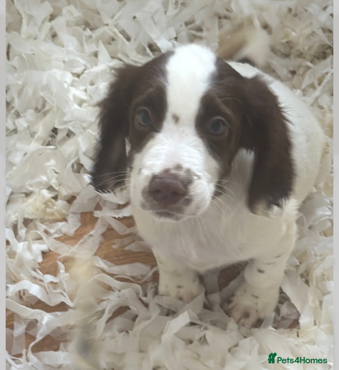 Sprocker dogs Outstanding sprocker puppy’s - Advert 1