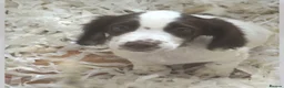 Sprocker dogs for sale: Outstanding sprocker puppy’s - Advert 2