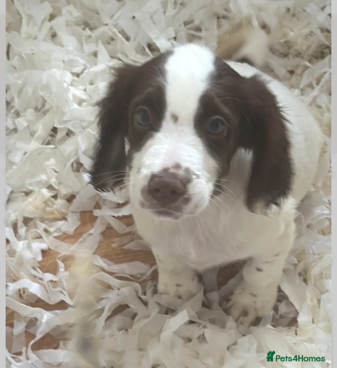 Sprocker dogs for sale: Outstanding sprocker puppy’s - Advert 2
