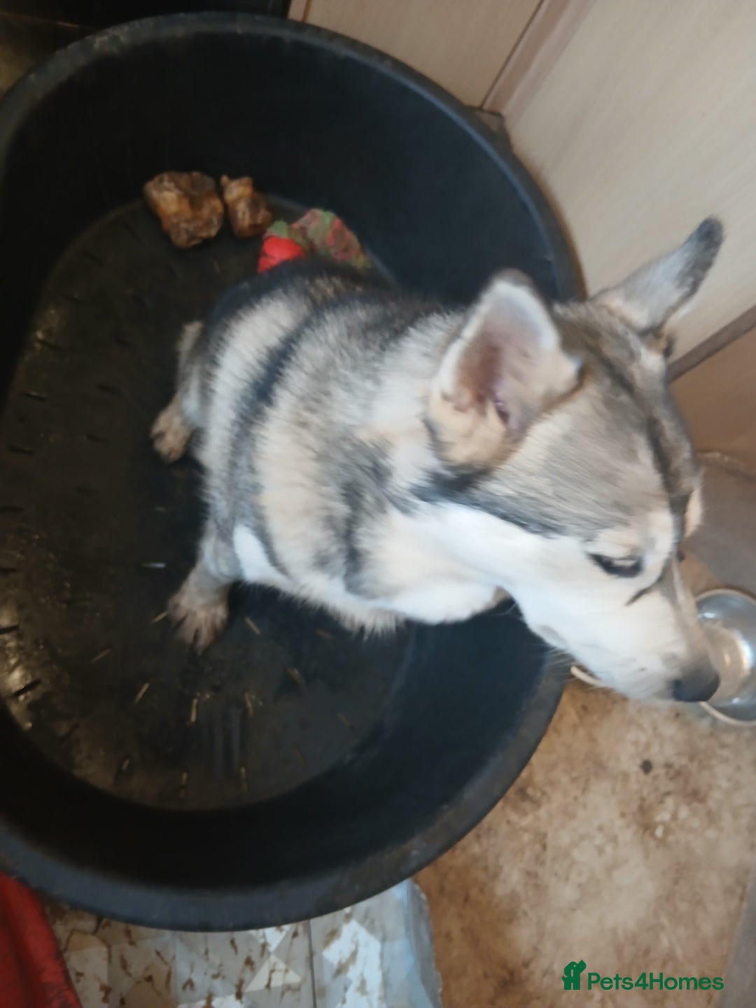 Siberian Husky dogs for sale: Siberian husky female  - Image 2