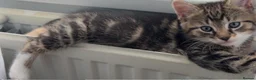 Domestic Shorthair cats for sale: Male kitten - Advert 2