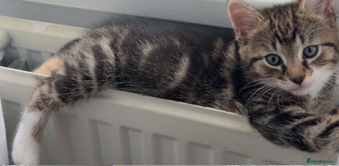 Domestic Shorthair cats for sale: Male kitten - Advert 2