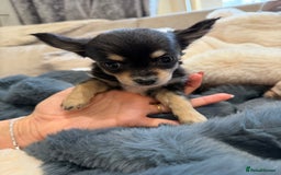 Chihuahua dogs for sale: Small Beautiful Chihuahua Puppies  - Image 5