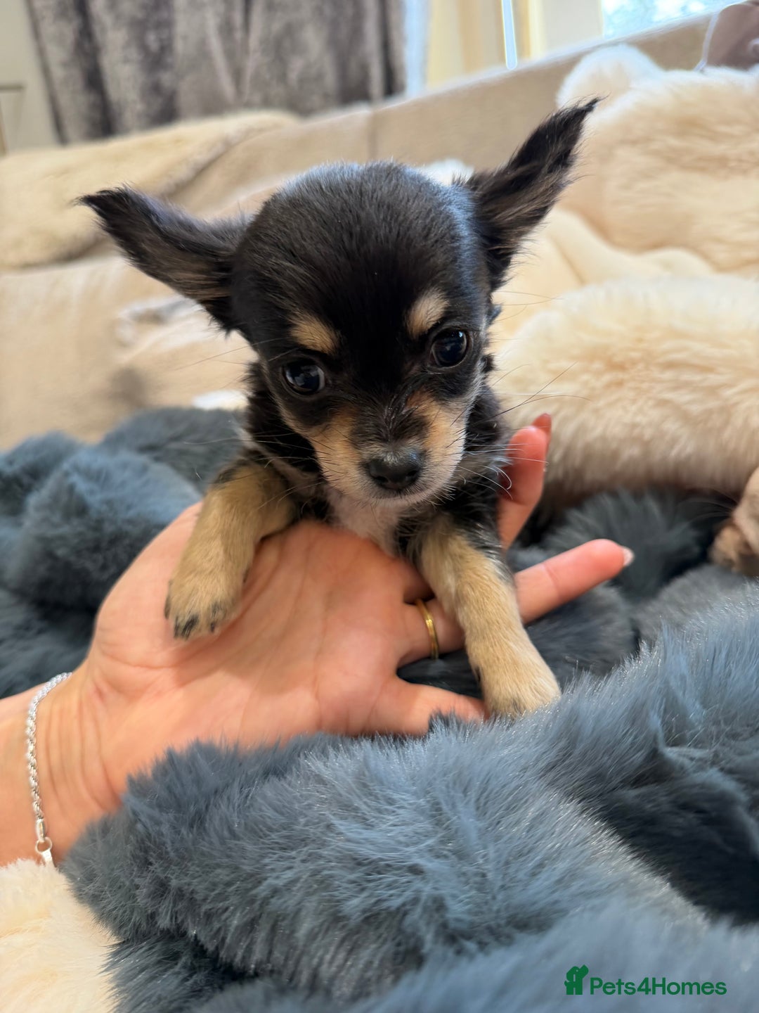 Chihuahua dogs for sale: Small Beautiful Chihuahua Puppies  - Image 5
