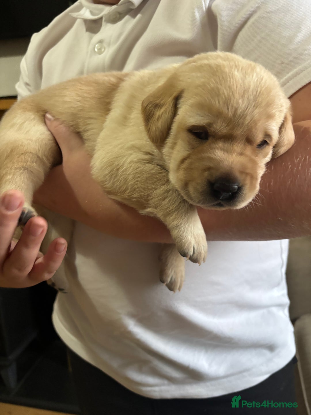 Labrador Retriever dogs for sale: STUNNING HEALTH TESTED LABRADORS - Image 1