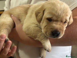 Labrador Retriever dogs - Advert 4