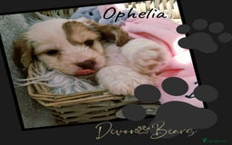 Cockapoo dogs for sale: 5*licenced, stunning F1 English Cockapoo puppies - Image 27