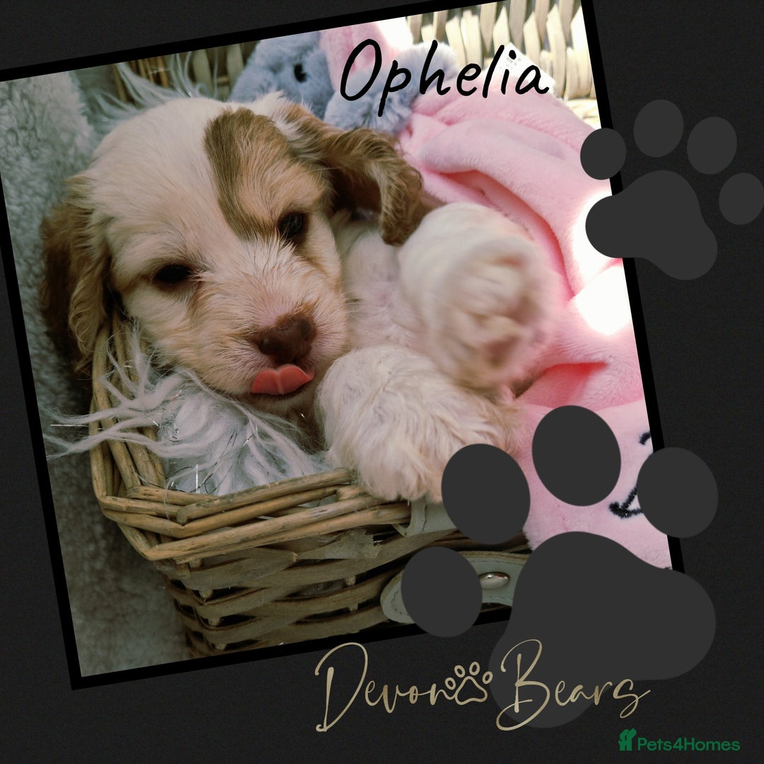 Cockapoo dogs for sale: 5*licenced, stunning F1 English Cockapoo puppies - Image 27